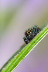 jumping spider on green leaf