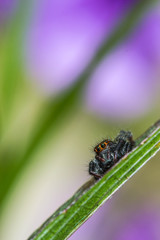 jumping spider on green leaf