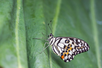 Lime Butterfly (Papilio demoleus malayanus) on green leaf