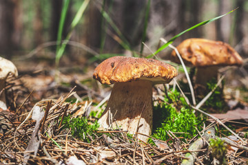 several boletus mushrooms on green moss in forest