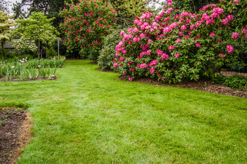 Green lawn and shrubs in a garden