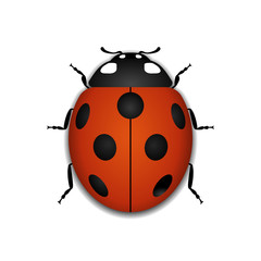 Fototapeta premium Ladybug small icon. Red lady bug sign, isolated on white background. 3d volume design. Cute colorful ladybird. Insect cartoon beetle. Symbol of nature, spring or summer. Vector illustration