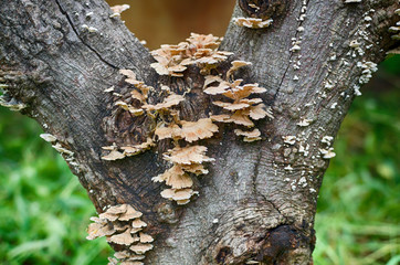 Fungi Mushroom Found in the rain forests ,Thailand.
