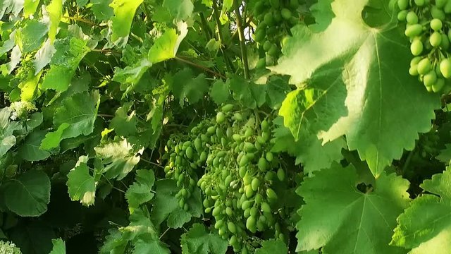 Garden. Panoramic view of a green ripening grapes. Slow motion. HD