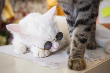 Cat fashion with sun glasses