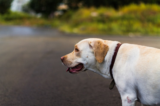 Portrait of a white dog in profile in the street with blurred background