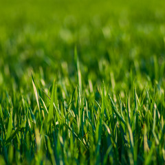 green grass