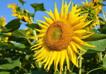 Beautiful sunflower on the sunflowers field.