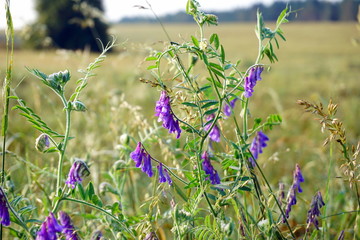 Vicia cracca (tufted, cow, bird, blue, boreal vetch).  A striking member of the pea family (Fabaceae)