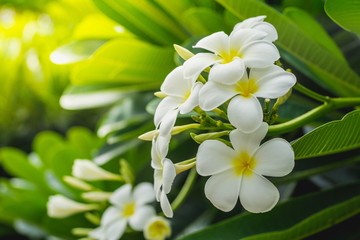 Beautiful white flower with leaves in garden