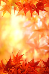 モミジの紅葉　背景素材

