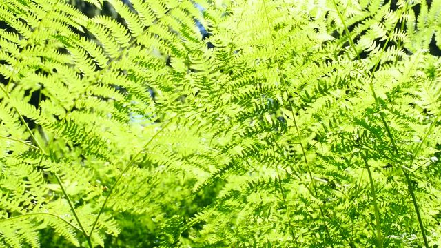 Farnwedel vom Adlerfarn, Pteridium aquilinum