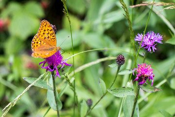 a butterfly 
