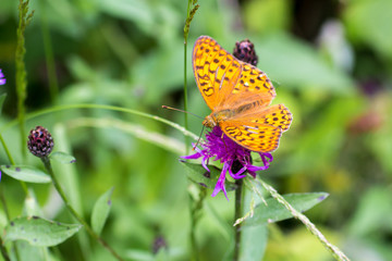 a butterfly 
