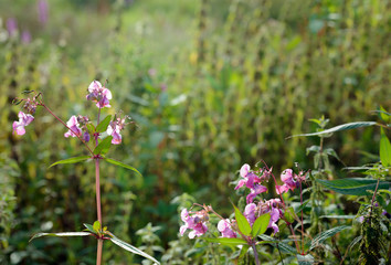 Pink flowering Himalayan Balsam from close