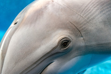 dolphin eye close up portrait macro view underwater © Andrea Izzotti
