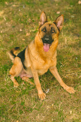 German shepherd in the park