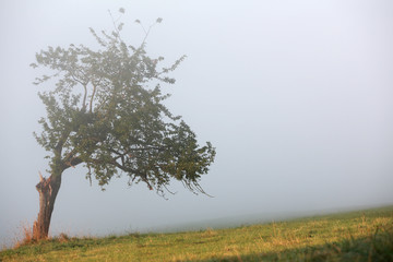 vernebelte Landschaft mit einzelnem Obstbaum