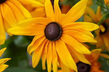 Rudbeckia