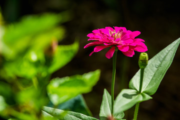 close up Deep Pink zinnia flower in the garden
