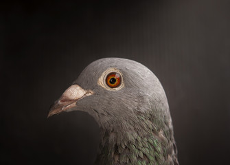 close up head shot and beautiful eye of speed racing pigeon