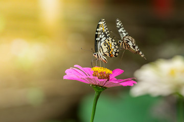 Two butterflies are flying to find nectar from pink Zinnia flowers, Lime Butterfly, Papilo demoles