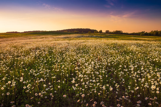 Camomile growing in the meadow. May landscape. Masuria, Poland.