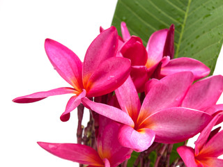 Fototapeta premium Close up plumeria flower