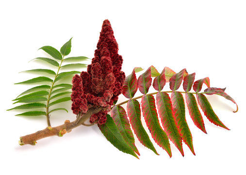 Drupes Of A Staghorn Sumac.