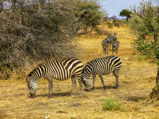 Fototapeta na wymiar Beautiful zebras in the savanne of Africa