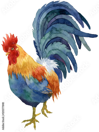 50 素晴らしい鶏 イラスト リアル フリー 動物ゾーン