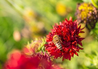 Honey bee collects red flower nectar in the garden