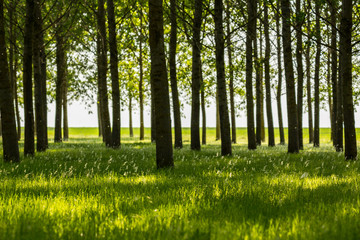 Bright summer scenery in a poplar forest, with lush green foliage