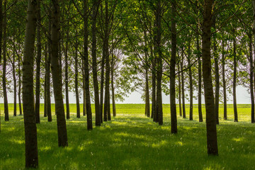 Bright summer scenery in a poplar forest, with lush green foliage