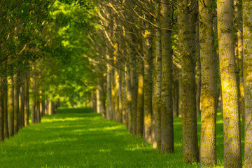 Bright summer scenery in a poplar forest, with lush green foliage