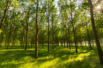 Bright summer scenery in a poplar forest, with lush green foliage