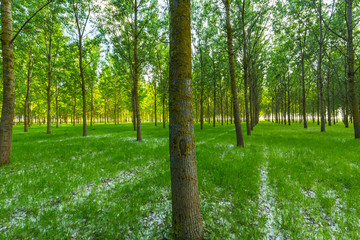 Bright summer scenery in a poplar forest, with lush green foliage