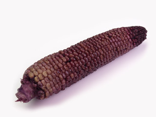 Fresh purple organic corn