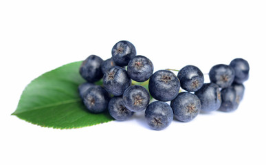 Chokeberry in closeup