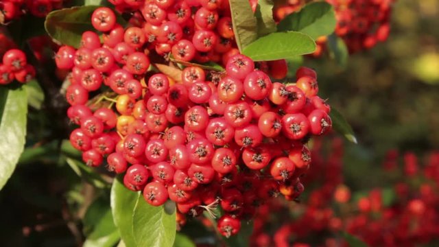Pyracantha or firethorn berries in Autumn