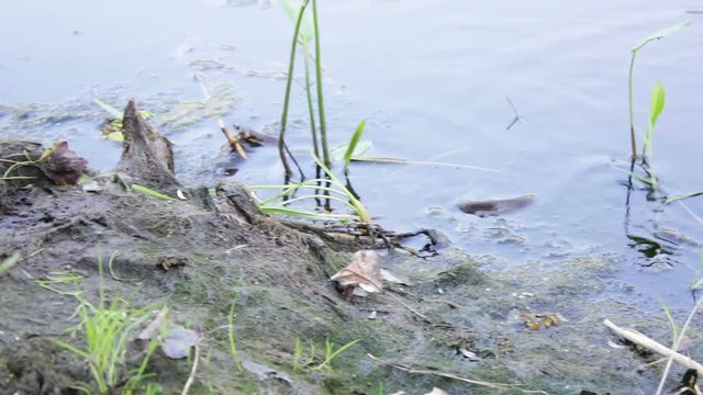 snake floating in river