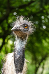 Emu Bird Large Close Up Low Angle Head Face Vertical