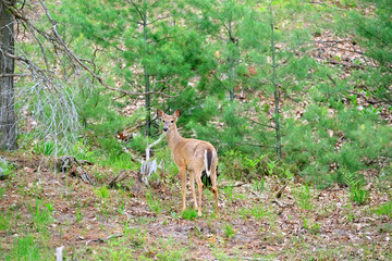 Deer at forest