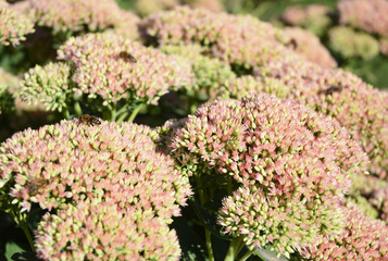 Sedum prominent (Sedum spectabile). Ornamental garden plants. Make your garden bee-friendly in autumn. Sedum (Stonecrop) in blossom