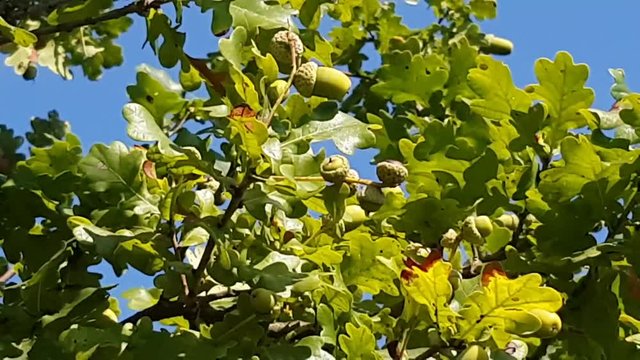 Eicheln mit Laub in Nahaufnahem bewegen sich im Wind vor blauen Himmel