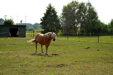 haflinger horse grazing on the meadow