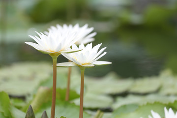 White Lotus flower bloom in pond,water lily in the public park.