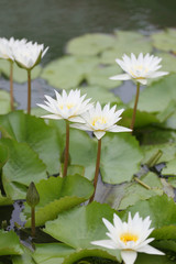 White Lotus flower bloom in pond,water lily in the public park.