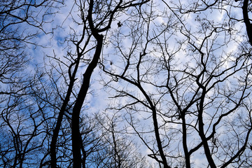 winter sky through the trees