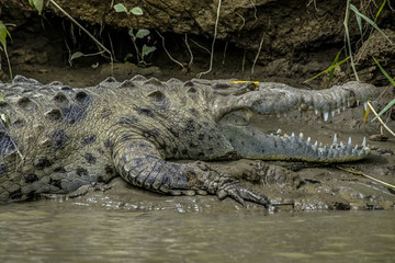 Crocodile